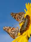 Painted lady butterflies on a sunflower. New Mexico. Art Print
